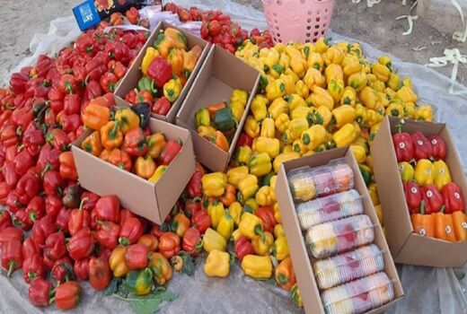حمایت از تولیدکنندگان فلفل دلمه ای با استمهال وام ها