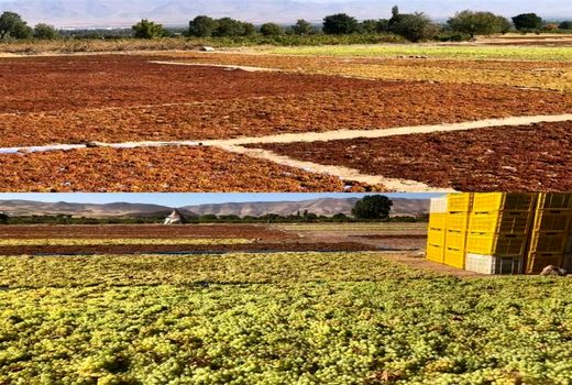 صادرات کشمش تیزابی شهرستان خرم دره به کشورهای حاشیه خلیج فارس و اروپا