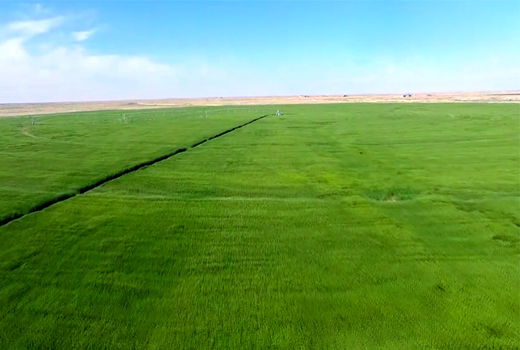 کاشت بیش از 10 هزار هکتار گندم در فسا