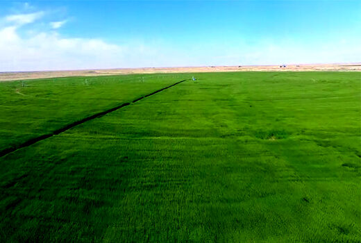 کاشت بیش از 10 هزار هکتار گندم در فسا