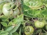 شیوع آفت مینوز برگ گوجه‌فرنگی و راه‌های مقابله با آن