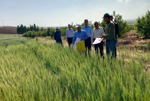 آذربایجان شرقی از استان‌های پیشرو در اجرای طرح جهش تولید در دیمزارهای کشور