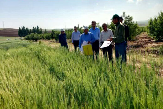 آذربایجان شرقی از استان‌های پیشرو در اجرای طرح جهش تولید در دیمزارهای کشور