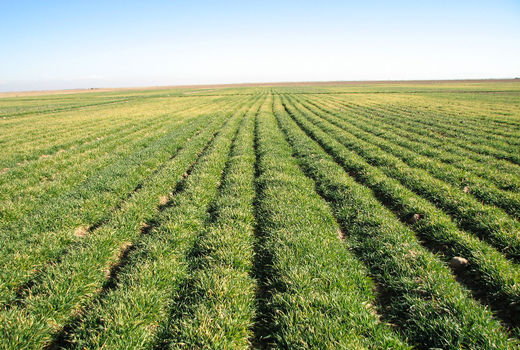 10 هزار هکتار از مزارع غلات شهرستان البرز علیه علف های هرز سمپاشی شد