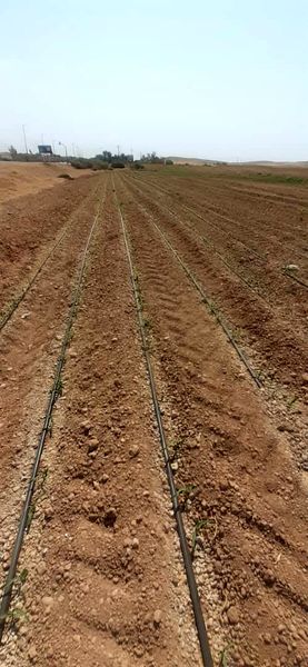 سیستم نوین آبیاری قطرهای در مزارع دهلران اجرا شد