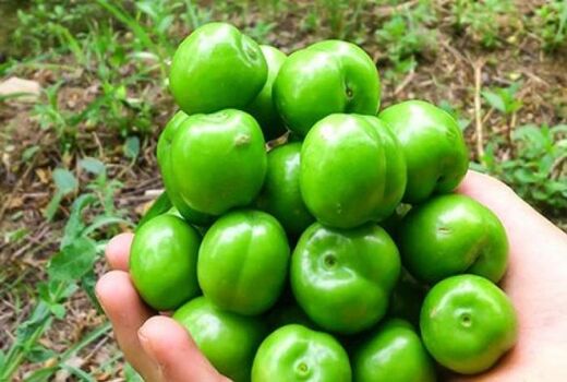آغاز برداشت نوبرانه گوجه سبز - سرپلذهاب