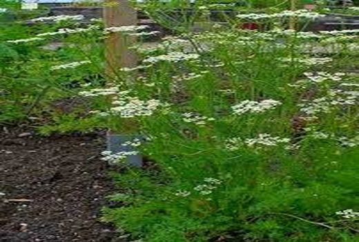 کشت زیره برای سومین سال پیاپی در دیلم