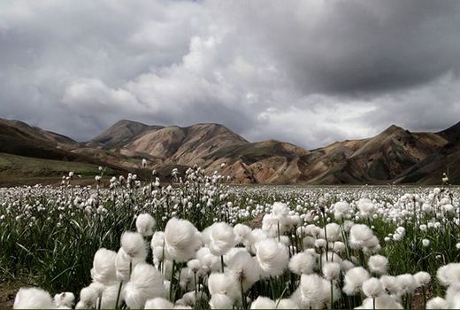 400هزار زنبور براکون در مزارع پنبه داراب رهاسازی می شود