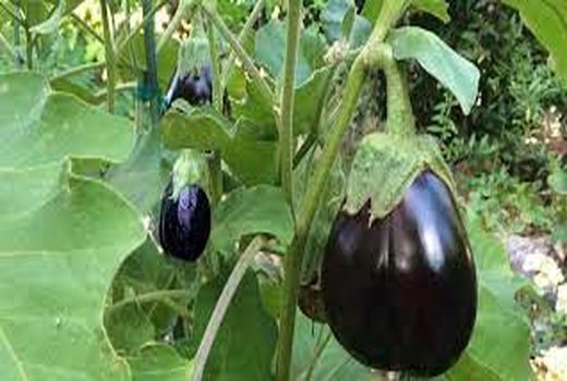 ثبت 10 محصول کشاورزی  جهت  اخذ کد شناسه محصول