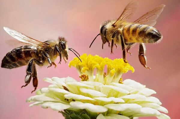 زنبورهای عسل؛ قهرمانان کوچک، نجات‌دهندگان بزرگ