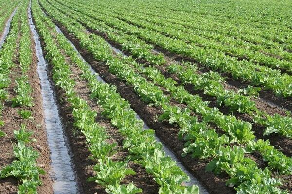 احیای کشت چغندر پس از دو دهه در قزوین؛ تلاش برای افزایش عملکرد تولید