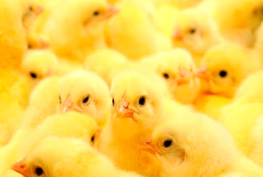 ۷ میلیون و ۲۰۰ هزار قطعه جوجه‌ریزی در چهارمحال و بختیاری انجام شد