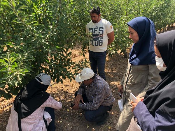 اجرای طرح  پیش‌آگاهی کرم سیب در باغات شهرستان البرز