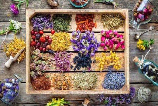 ۵۰۰ هزار تن  تولید گیاهان دارویی در سال جاری 