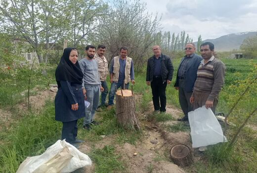 افزایش سودآوری باغداران جلفا با سرشاخه‌کاری بیش از ۱۲ هزار درخت گردو طی ۸ سال اخیر