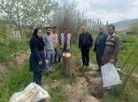 افزایش سودآوری باغداران جلفا با سرشاخه‌کاری بیش از ۱۲ هزار درخت گردو طی ۸ سال اخیر