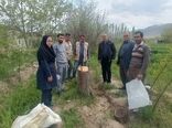 افزایش سودآوری باغداران جلفا با سرشاخه‌کاری بیش از ۱۲ هزار درخت گردو طی ۸ سال اخیر