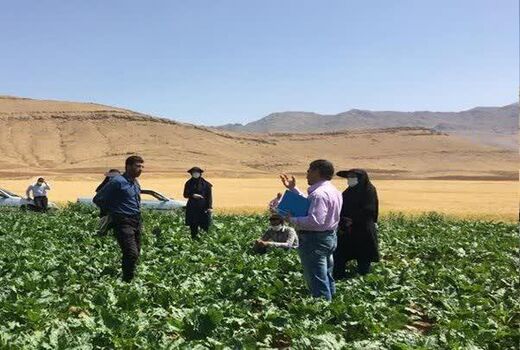 بازدید گروه یاوران تولید از مزارع شهرستان شلمزار