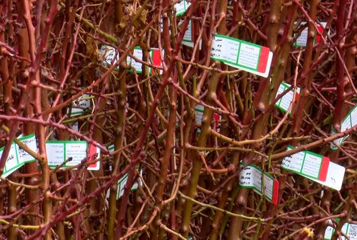 جلوگیری از خسارات باغی با انتخاب نهال‌های مقاوم و سالم  