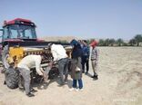 اجرای طرح انتخاب مشارکتی ارقام  کنجد در شهرستان کازرون