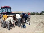اجرای طرح انتخاب مشارکتی ارقام  کنجد در شهرستان کازرون