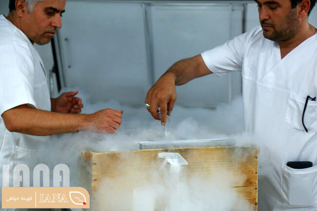 مرکز تولید مواد ژنتیکی گاوهای شیری و گوشتی ایران