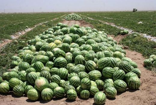 صادرات 832 هزار تن هندوانه به 33 کشور دنیا