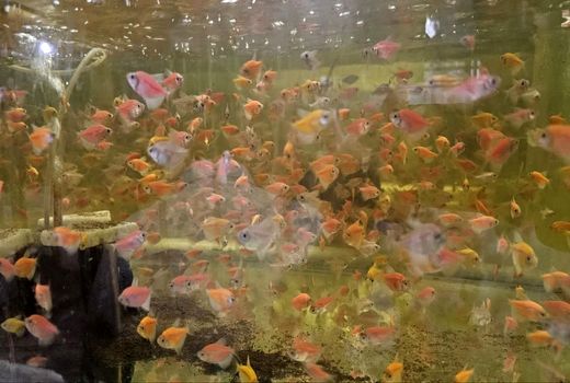 تولید 650 هزار قطعه ماهی زینتی در داراب