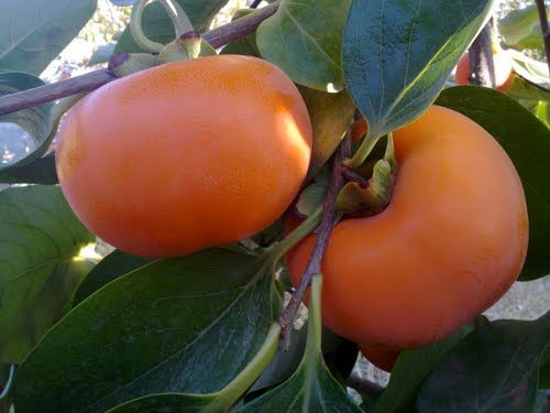 آغاز برداشت خرمالو از 105 هکتار از باغات استان قزوین