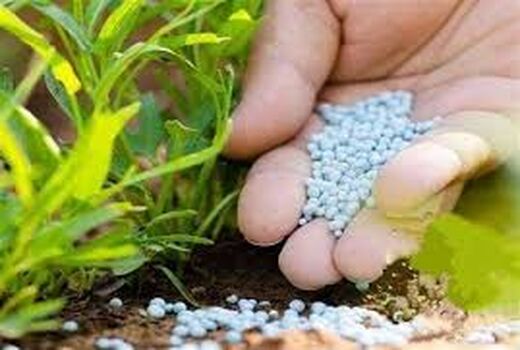 توزیع ۱۳ هزار و ۷۰۰ تن انواع کود کشاورزی کشت پاییزه در استان بوشهر  