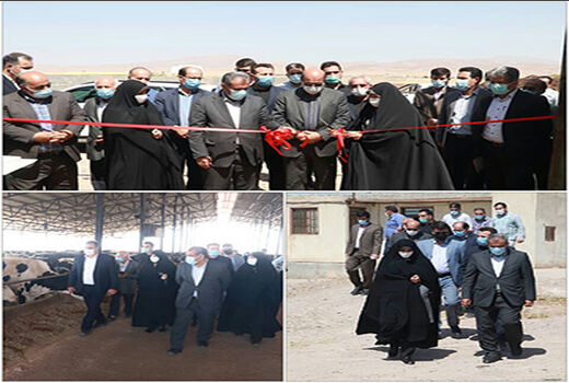 یک طرح دامداری گاو شیری در شهرستان قزوین افتتاح شد