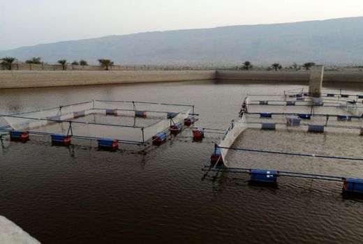 رها سازی 75 هزار قطعه بچه ماهی در استخرهای قیروکارزین