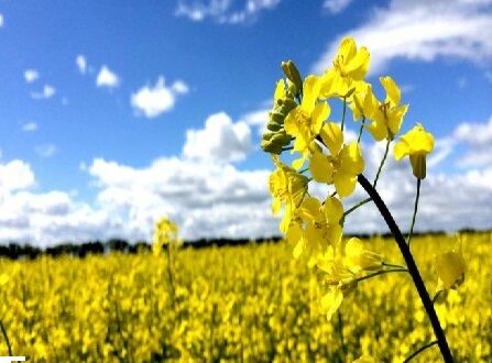 دستورالعمل ضوابط اجرایی آموزش کشت کلزا