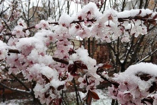 سرما به درختان هسته‌دار خراسان شمالی خسارت وارد کرد