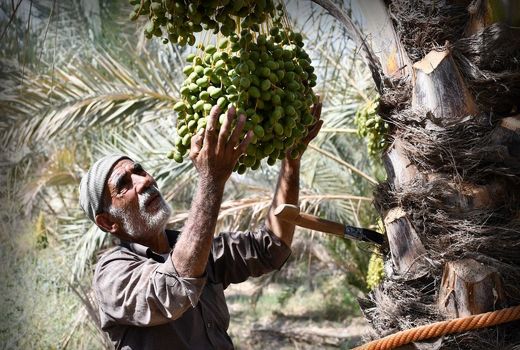 وقتی زلف نخل‌ها به دست باغبان شانه می‌شود 