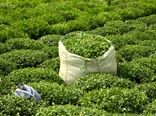 خرید 53 هزار تن برگ سبز چای از چایکاران گیلان و مازندران