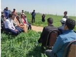 اجرای کاروان ترویج الگوی کشت محصولات زراعی در کردستان 
