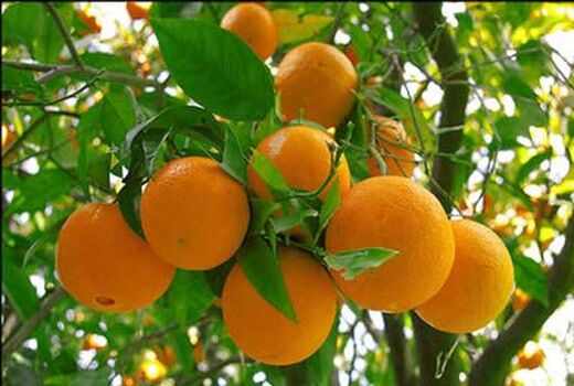 افزایش یک میلیونی تنی تولید مرکبات
