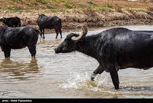 سه شنبه های حمایتی در حوضه آبریز کرخه  