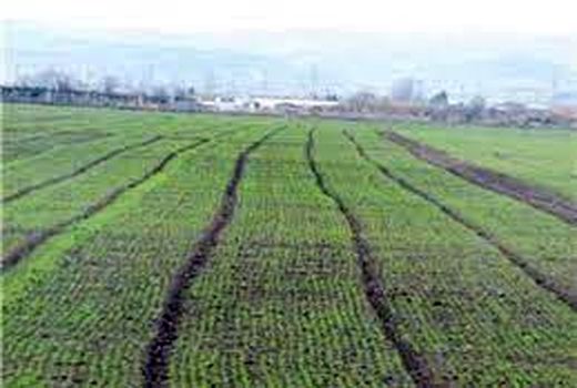 ۳۰ درصد سطح کشتزارهای دیم شیروان سبز شد