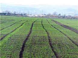 ۳۰ درصد سطح کشتزارهای دیم شیروان سبز شد