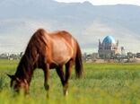 فعالیت 7 باشگاه پرورش اسب در استان زنجان