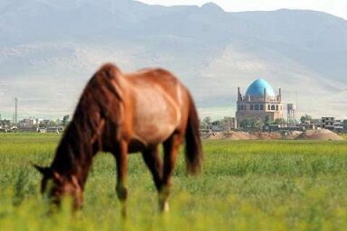 فعالیت 7 باشگاه پرورش اسب در استان زنجان