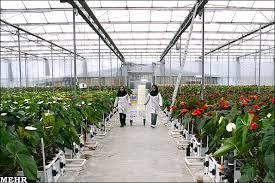 بازار خوب محصولات گلخانه ای یزد در کشورهای روسیه و عراق