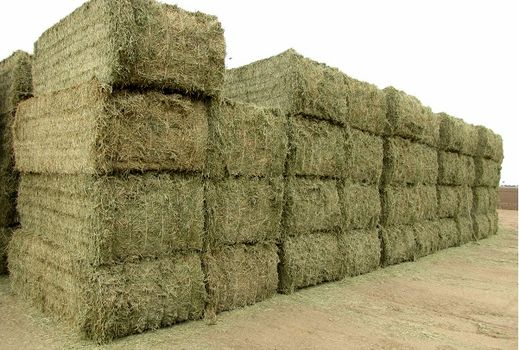 عرضه 1 میلیون تن علوفه به دامداران مرودشتی