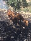 متخلفی که دچار قهر طبیعت شد