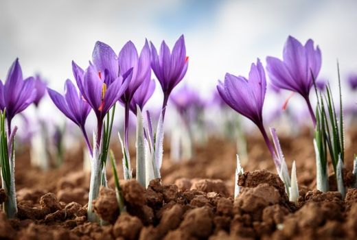  خروج شهرستان ریگان از تک‌محصولی بودن