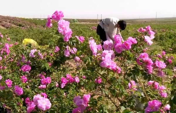 تولید سالانه بیش از ۲۰ هزار تن گلاب در کاشان