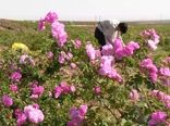 تولید سالانه بیش از ۲۰ هزار تن گلاب در کاشان