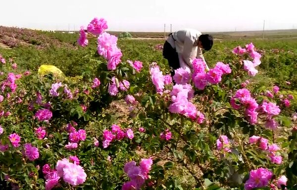 تولید سالانه بیش از ۲۰ هزار تن گلاب در کاشان